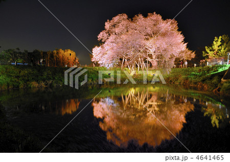 浅井の一本桜 浅井の一本桜 4641465