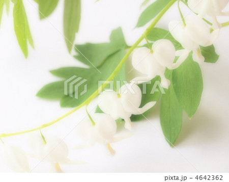 タイツリソウ 4642362