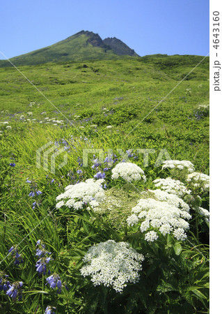 鳥海山のお花畑 4643160