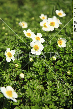 高山植物　チングルマ 4643167