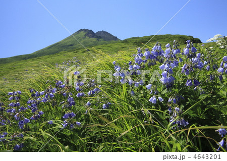 鳥海山のお花畑 4643201