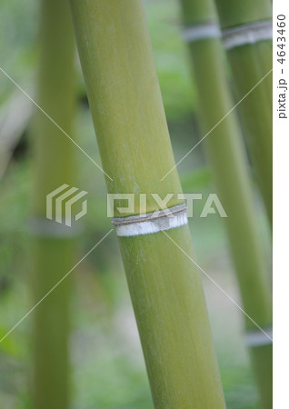Bamboo 4643460