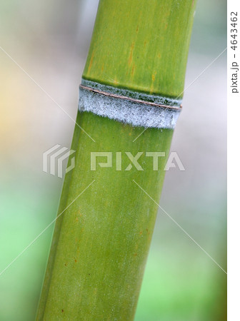 Bamboo 4643462