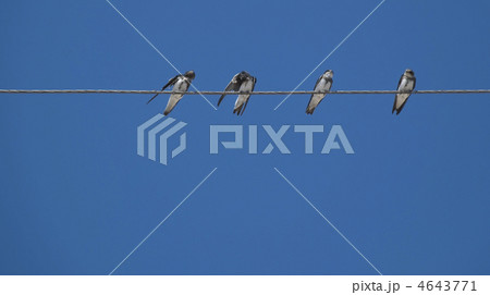 Birds (martlet) sitting on electric wires 4643771