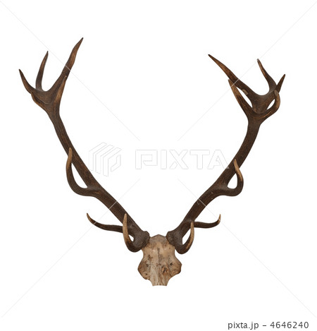 Horns of an animal 4646240