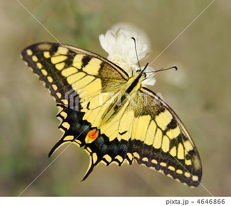 Papilio machaon Papilio machaon 4646866