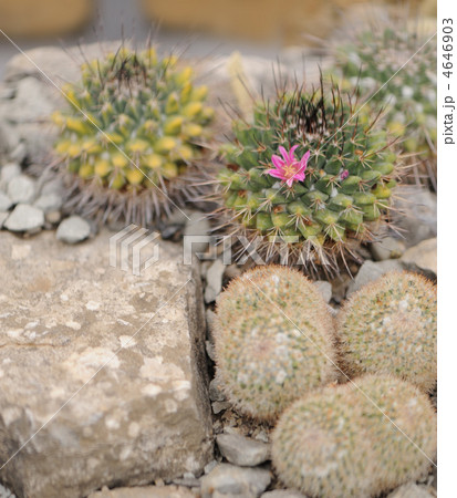 blossoming cactus 4646903