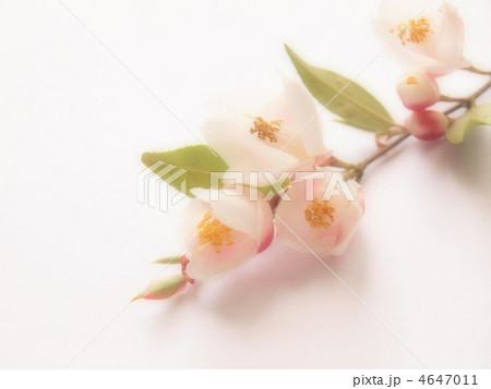 カメリア・エレナ・カスケード 4647011