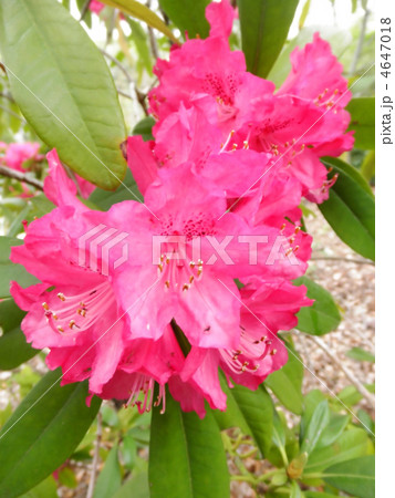 石南花 太陽 しゃくなげ 花言葉 威厳 の写真素材