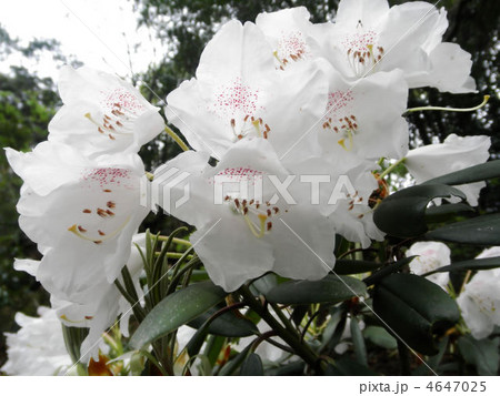 赤星石楠花 アカボシシャクナゲ 花言葉 愛しき微笑みの写真素材