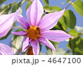 花とミツバチ 4647100