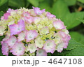 紫陽花 4647108