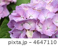 紫陽花 4647110