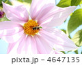 花とミツバチ 4647135