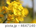 菜の花 4647140