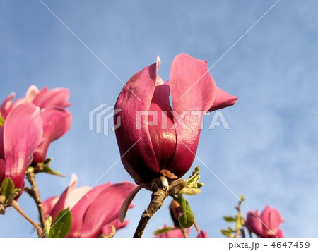 咲き始めた木蓮の濃紅の花 4647459