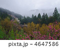 朝霧 4647586