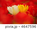 チューリップ 4647596