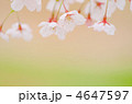 桜 4647597