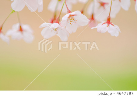 桜 4647597