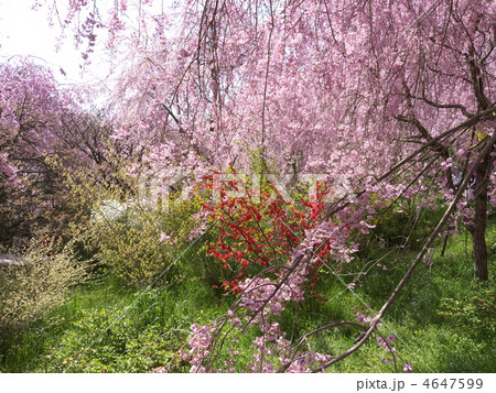 京都 隠れ名所 原谷苑 京都 隠れ名所 原谷苑 4647599