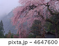 枝垂桜 4647600