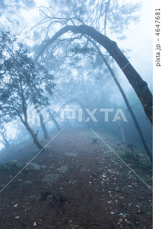 Misty scary forest  in fog 4647681