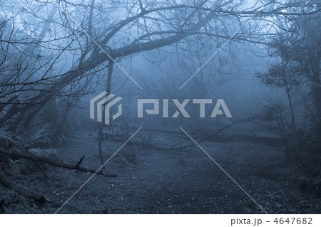 Tropical forest in fog 4647682