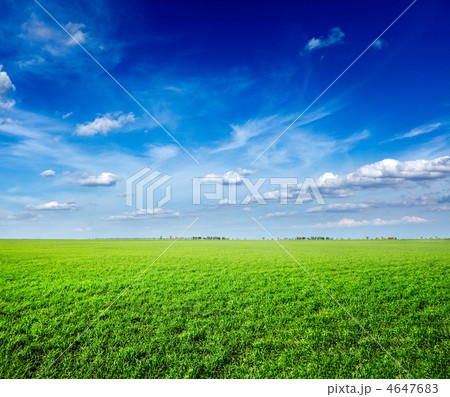 Field of green fresh grass under blue sky 4647683