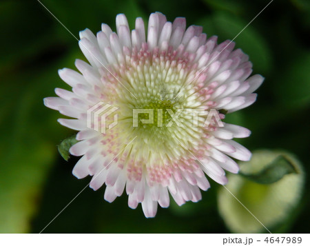 ヒナギク　デイジー 4647989