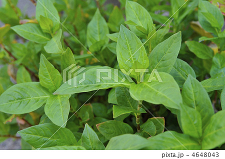 藍の葉 4648043