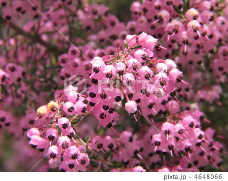 ジャノメエリカ 4648066