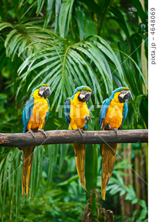Blue-and-Yellow Macaw 4648069