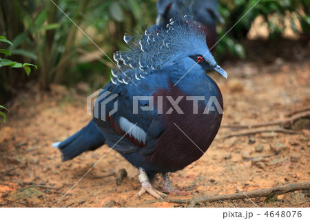 Victoria crowned pigeon 4648076