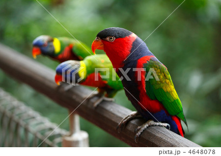 Black-capped lories (Lorius lory) Black-capped lories (Lorius lory) 4648078