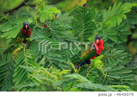 Lories in tree 4648079