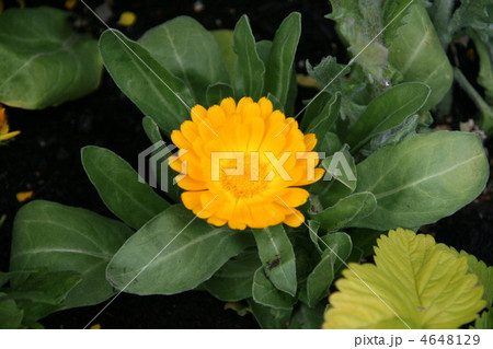 黄色のカレンヂュラ 4648129
