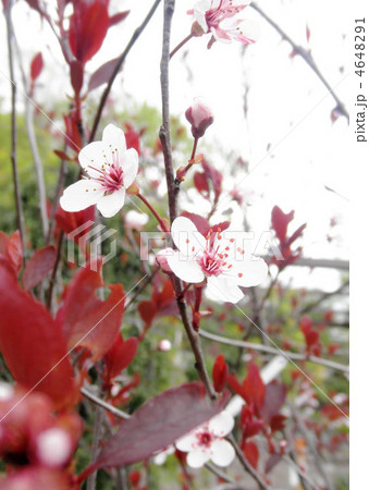 紅葉李 ベニバスモモ 別名赤葉桜 アカバサクラ 花言葉 忠実の写真素材