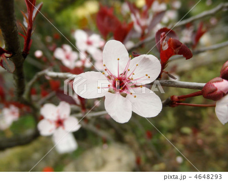 紅葉李 ベニバスモモ 別名赤葉桜 アカバサクラ 花言葉 忠実の写真素材