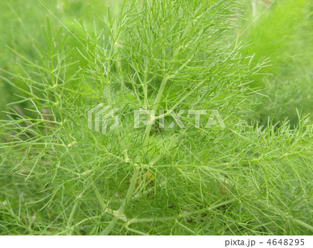 フェンネル(Foeniculum Vulgare) 花言葉:強さ、勇気 フェンネル(Foeniculum Vulgare) 花言葉:強さ、勇気 4648295