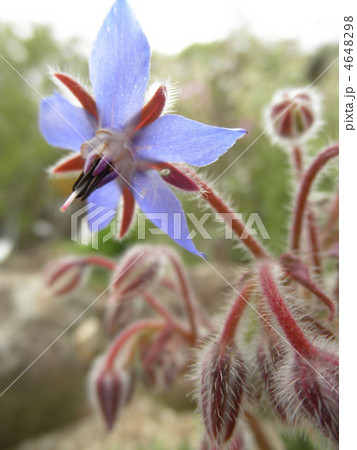 ボリジ（瑠璃萵苣るりちしゃ） 花言葉：勇気 4648298