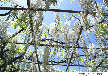 白藤棚 白藤棚 4649932