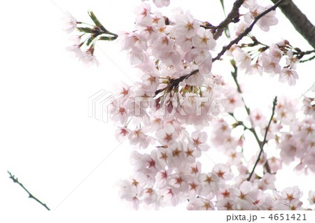 桜　12106 4651421