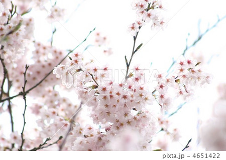 桜　12107 4651422
