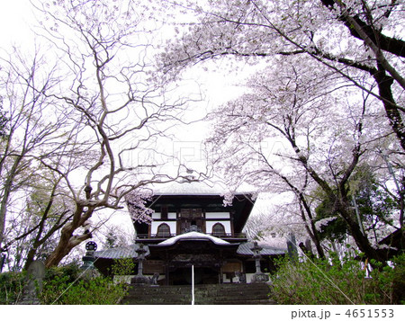 埼玉県児玉の百体観音成身院と桜 4651553