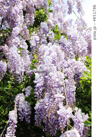 フジの花 4651786