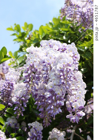 フジの花 4651787