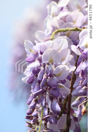 藤の花 4651790