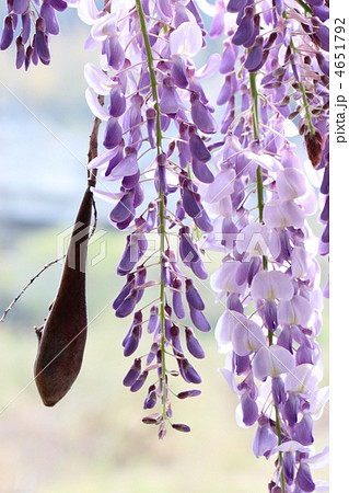 藤の花 4651792