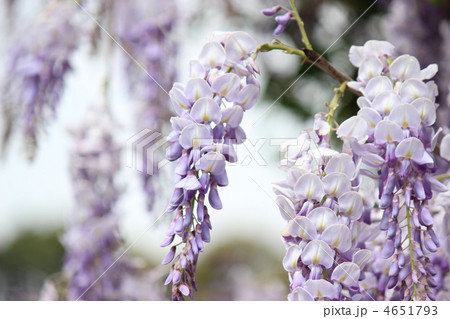 藤の花 4651793